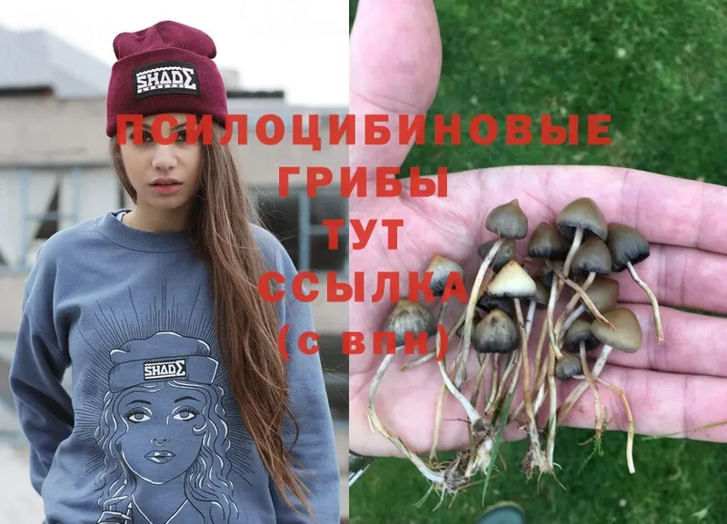 Псилоцибиновые грибы Psilocybine cubensis  Кирово-Чепецк 